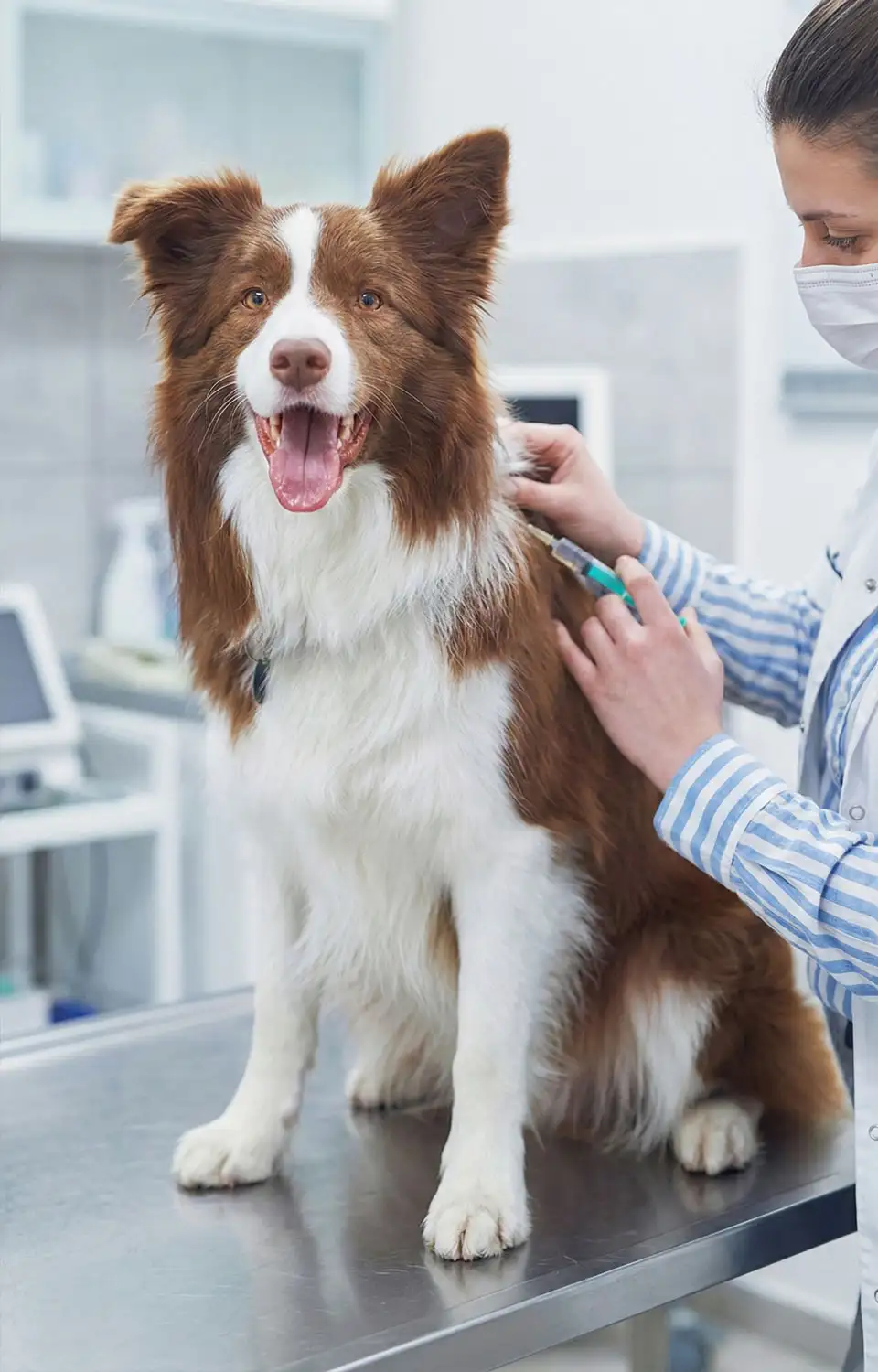 Cão feliz na ÁgoraVet