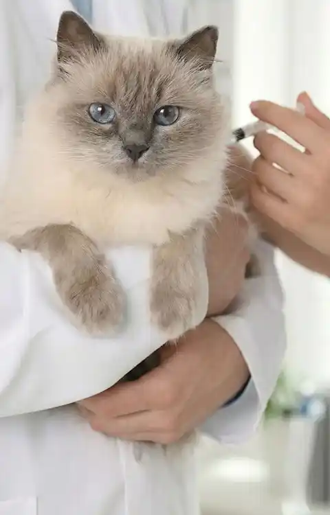 Atendimento de Emergência