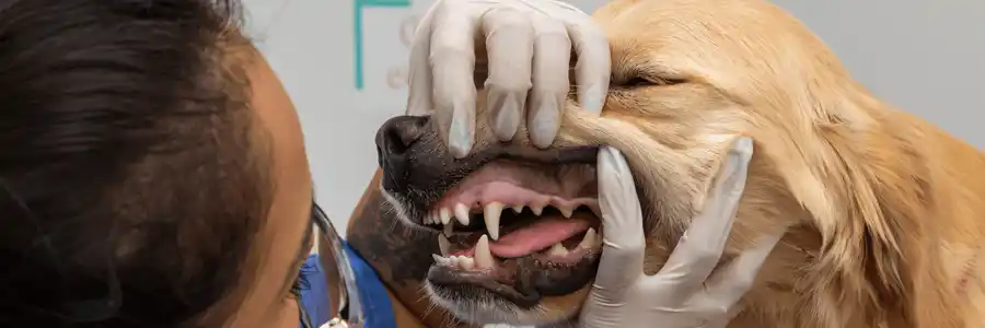 Cão sorrindo com dentes saudáveis