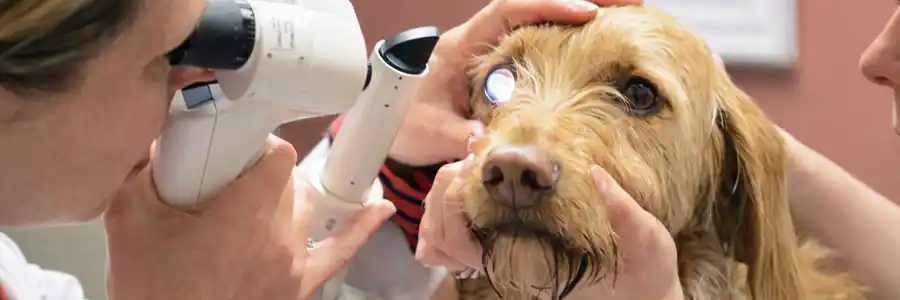 Exame oftalmológico veterinário