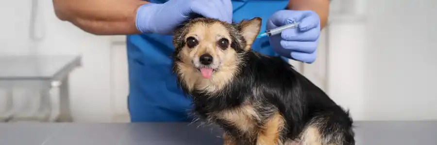 Cão e gato felizes juntos